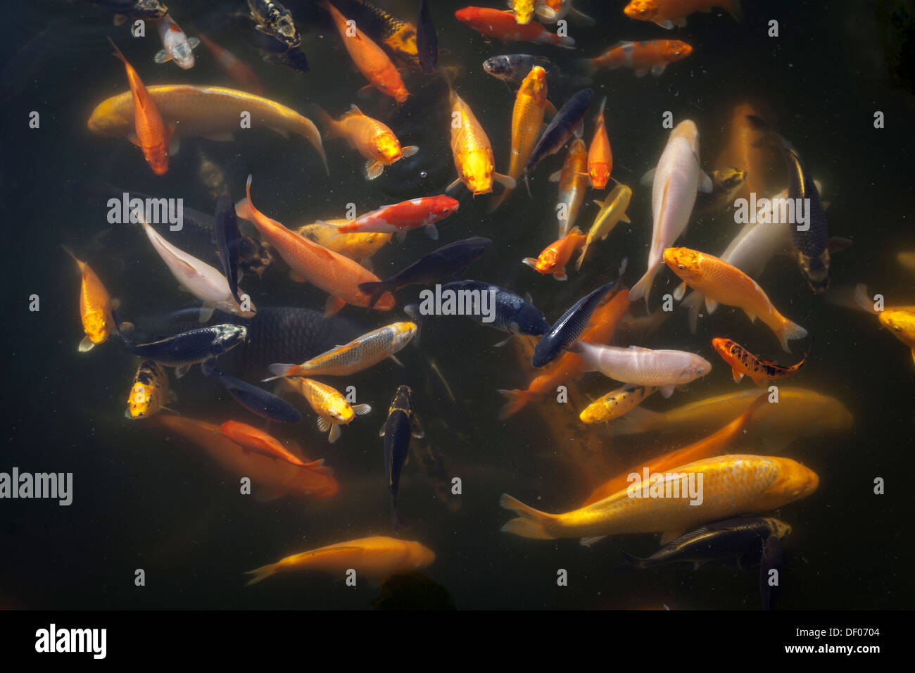 Multi-coloured Koi Carp feeding from the surface of a pond Stock Photo