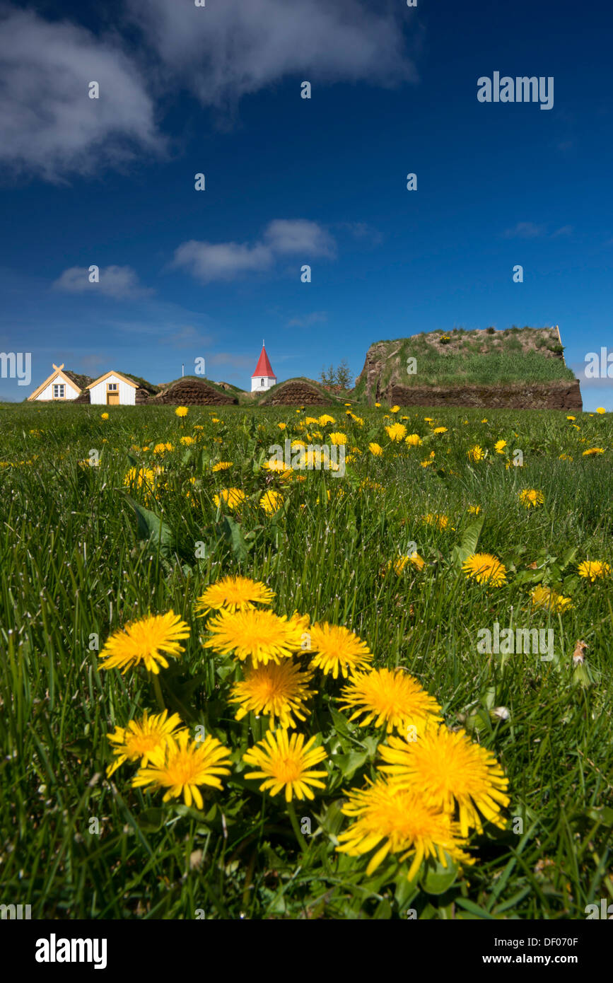 Dandelion (Taraxacum), in front of a turf farmhouse or Glaumbær Peat Museum, Peninsula Skagi, Norðurland vestra Stock Photo