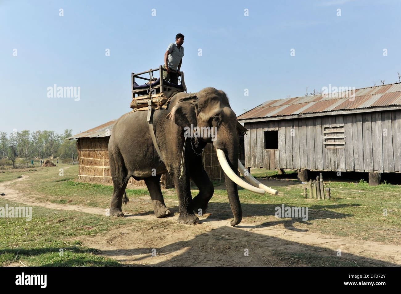 Asian elephant (Elephas maximus), in training, Chitwan National Park, Nepal, Asia Stock Photo