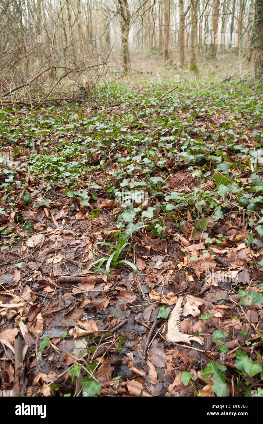 Jawbone lying in ivy and leaves in woodland Stock Photo