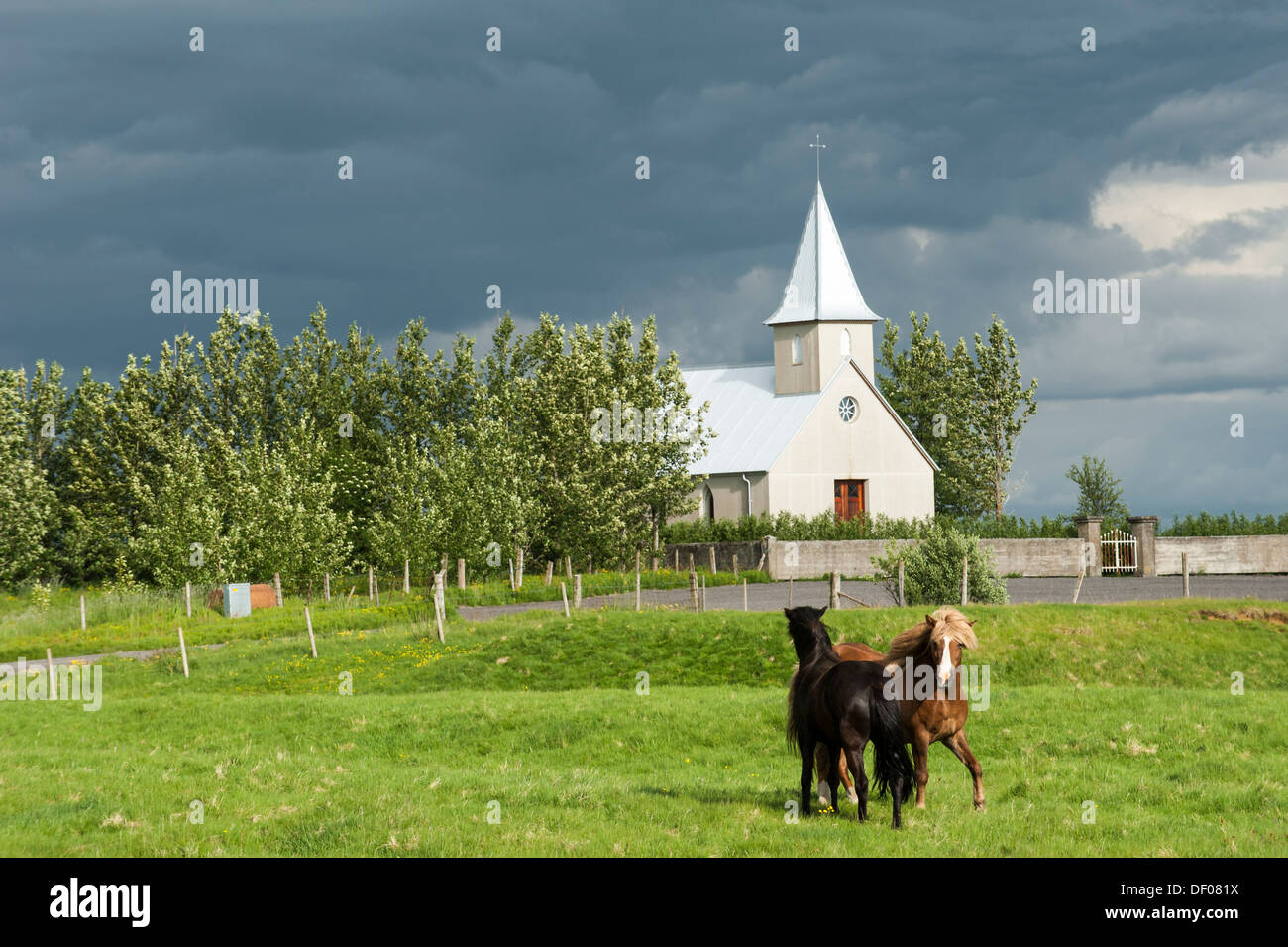 Icelandic horses or ponies, in front of a church, Suðurland, South Iceland, Iceland, Europe Stock Photo