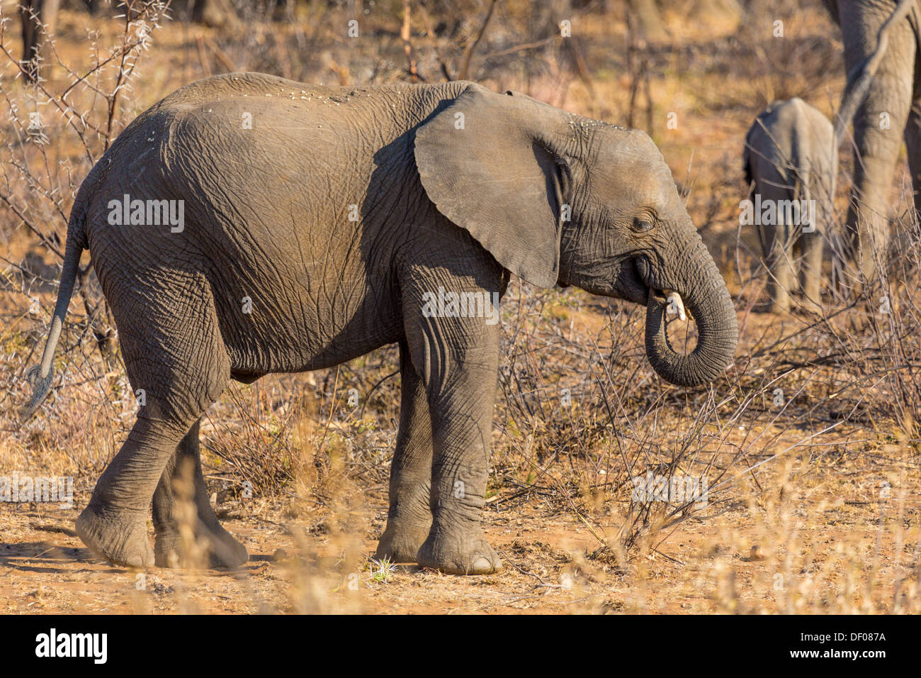 A very young elephant wandering in the grasslands of South Africa's Pilanesberg National Park Stock Photo