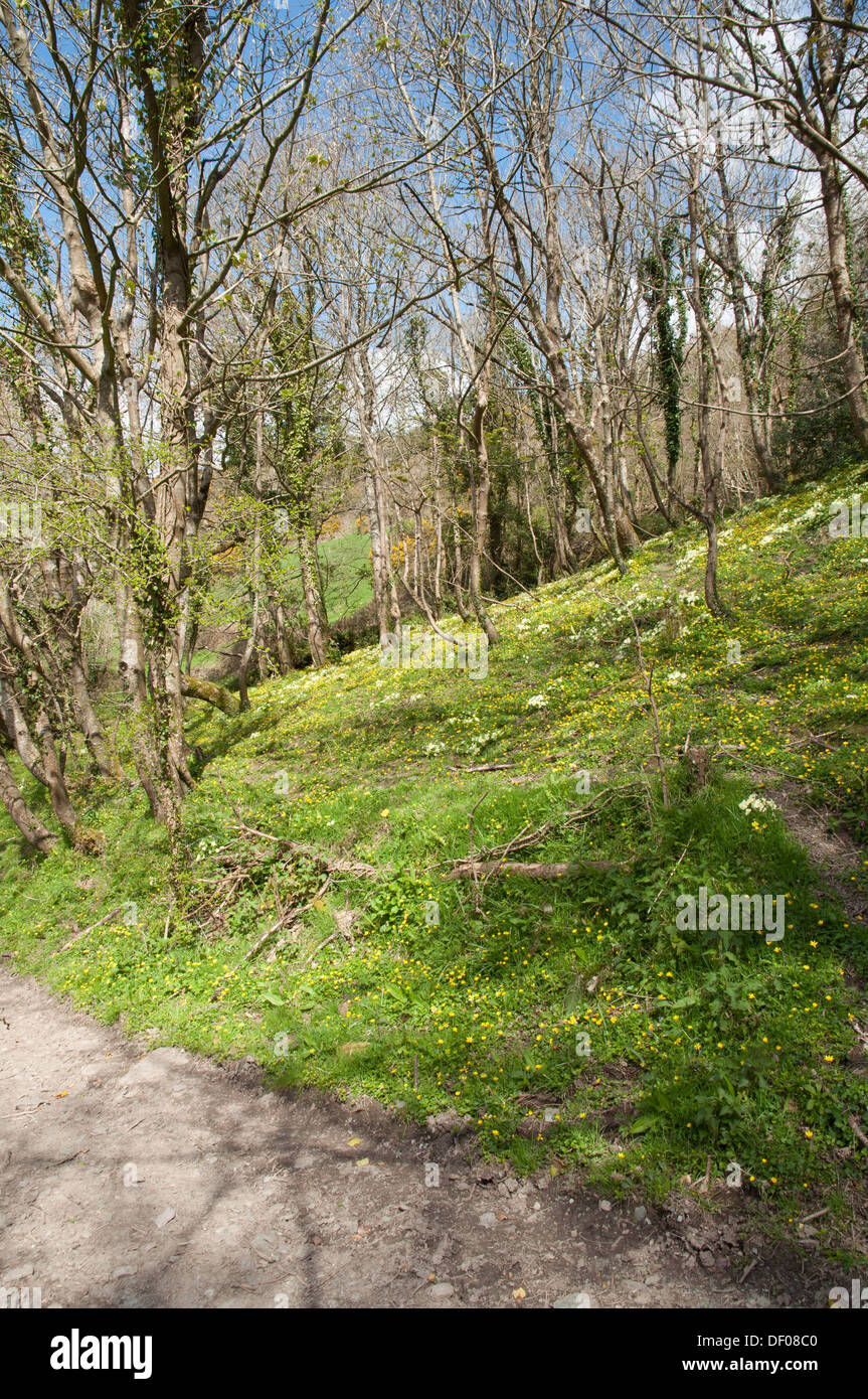 Woodland bank covered with Primroses (Primula vulgaris) and Lesser