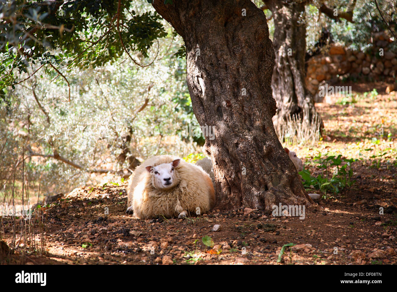 Sheep near Inca, Mallorca, Balearic Islands, Spain Stock Photo