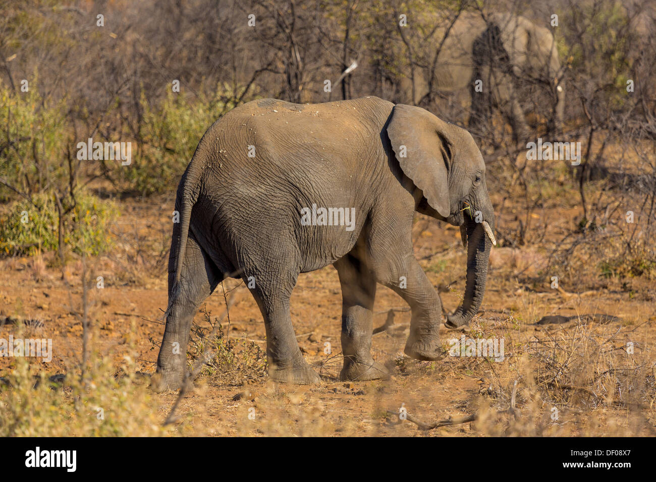 A very yount elephant wandering in the grasslands of South Africa's Pilanesberg National Park Stock Photo