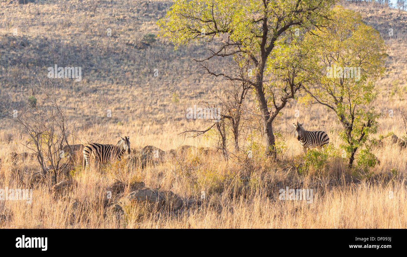 Two zebras on the lookout for predators in the dry savannah lands of Pilanesberg National Park, South Africa Stock Photo