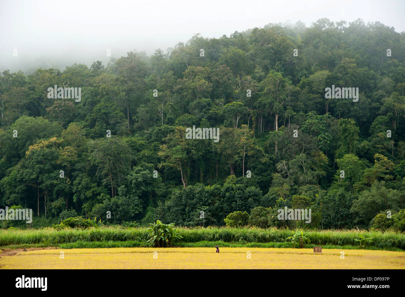 Man with a hoe walking through a rice paddy, field work, forest in the fog, Soppong or Pang Mapha area, Northern Thailand Stock Photo