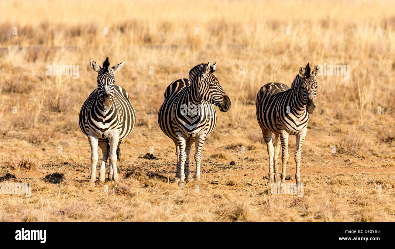Three zebras standing next to eachother in the dry savannah lands of Pilanesberg National Park, South Africa Stock Photo