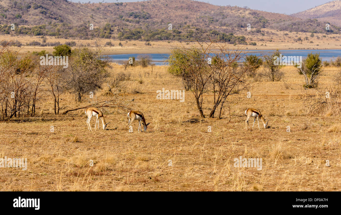 Springbok roaming freely in the dry savannah lands of Pilanesberg National Park, South Africa Stock Photo