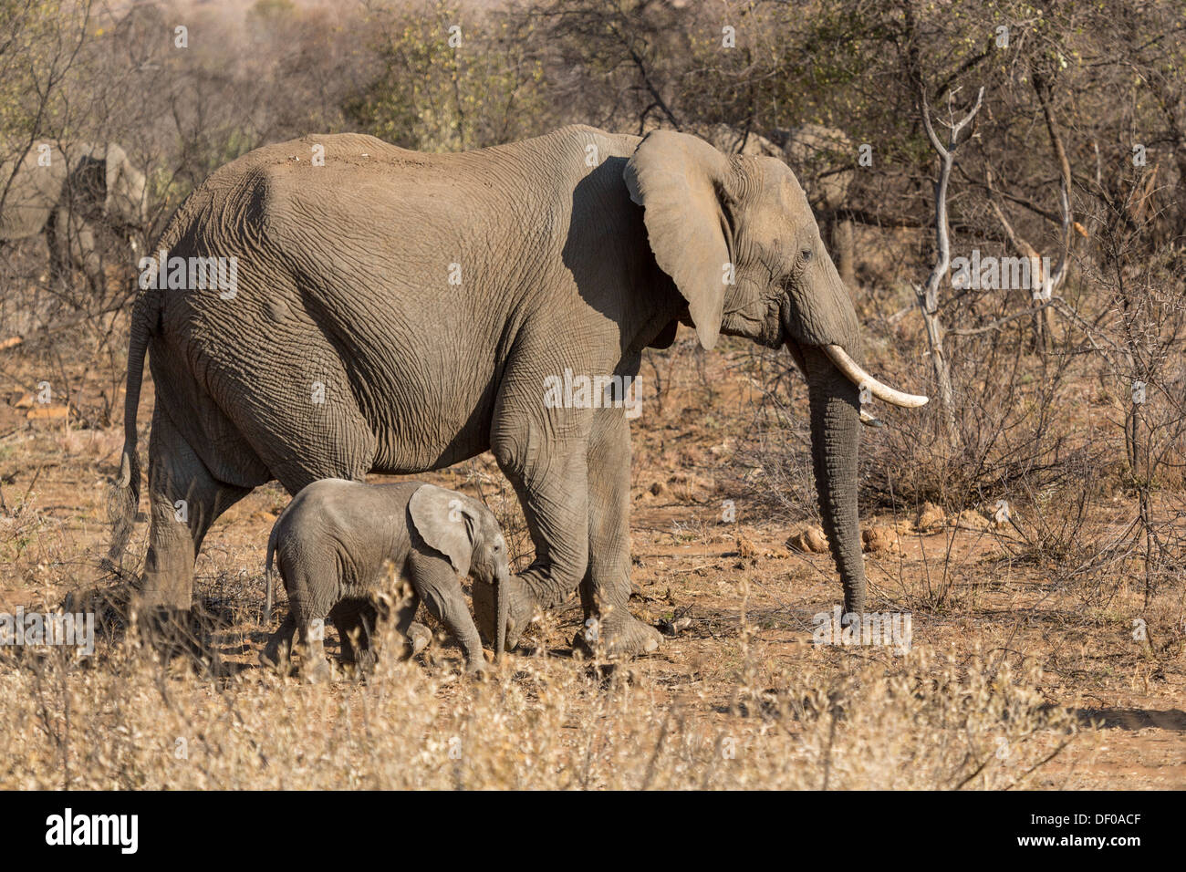A mother and a baby elephant wandering in the grasslands of South Africa's Pilanesberg National Park Stock Photo