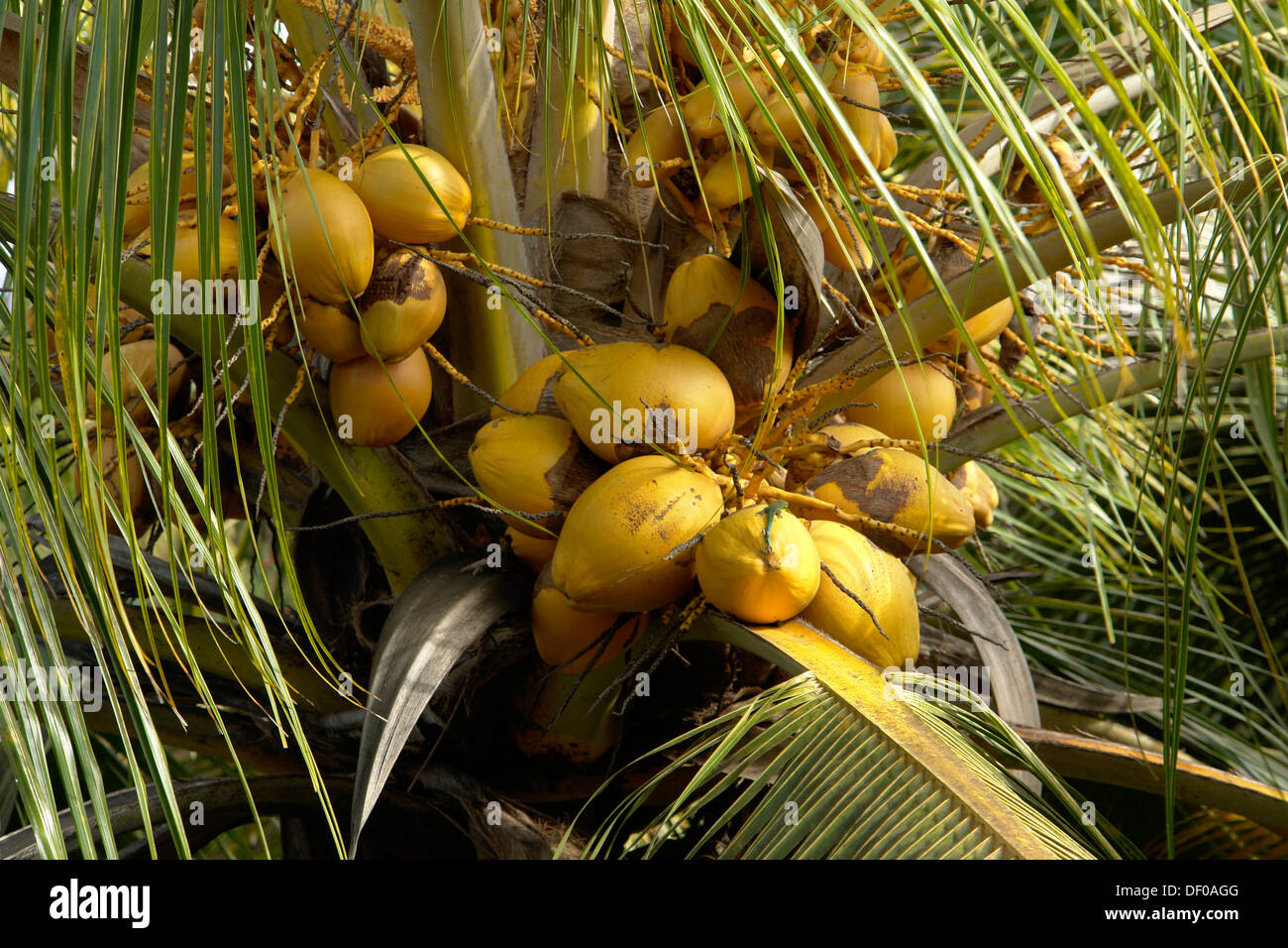 Coconuts on a Coconut palm tree (Cocos nucifera), near Pointe aux