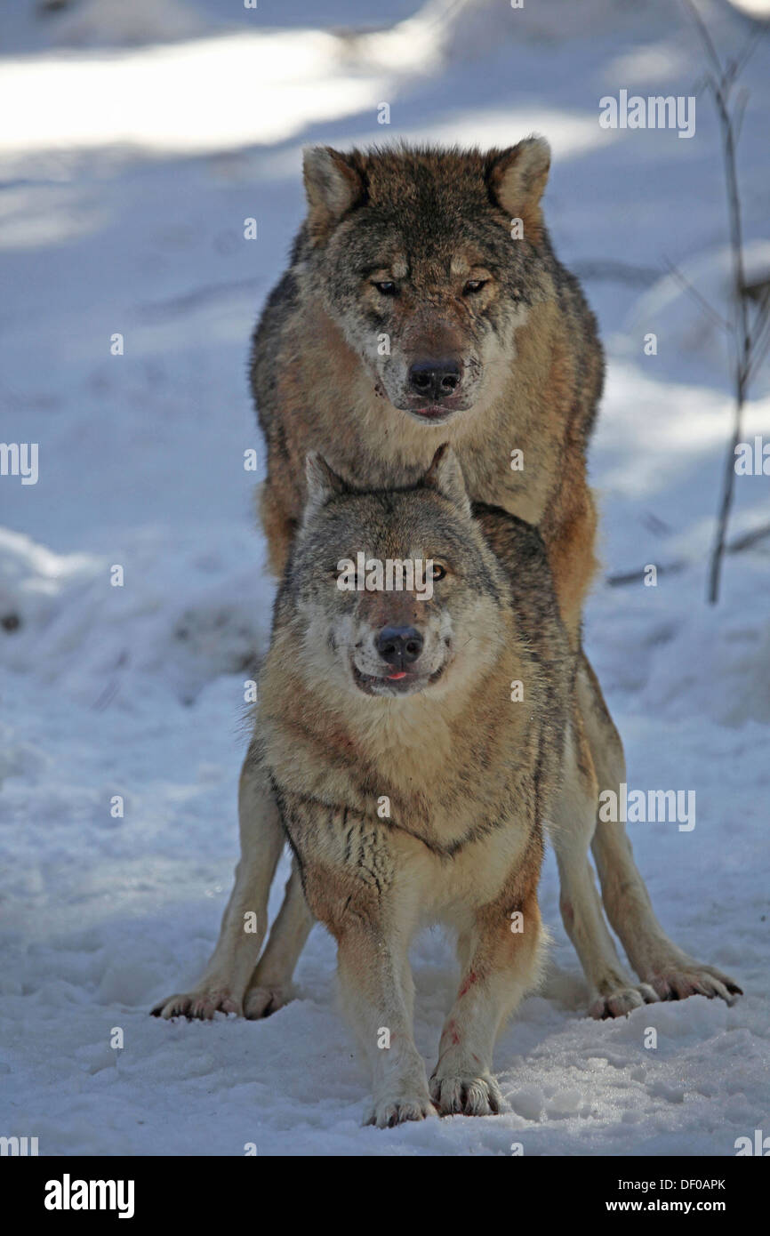 Wolves Mating Up Close