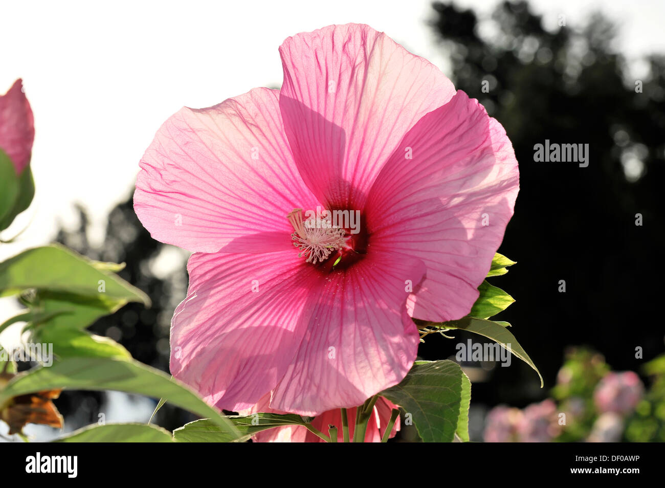 Piazzale michelangelo flowers hi-res stock photography and images - Alamy