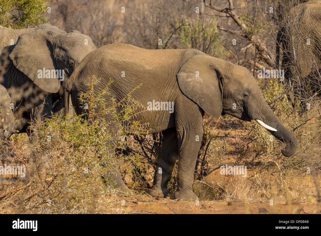 Two elephant wandering in the grasslands of South Africa's Pilanesberg National Park Stock Photo