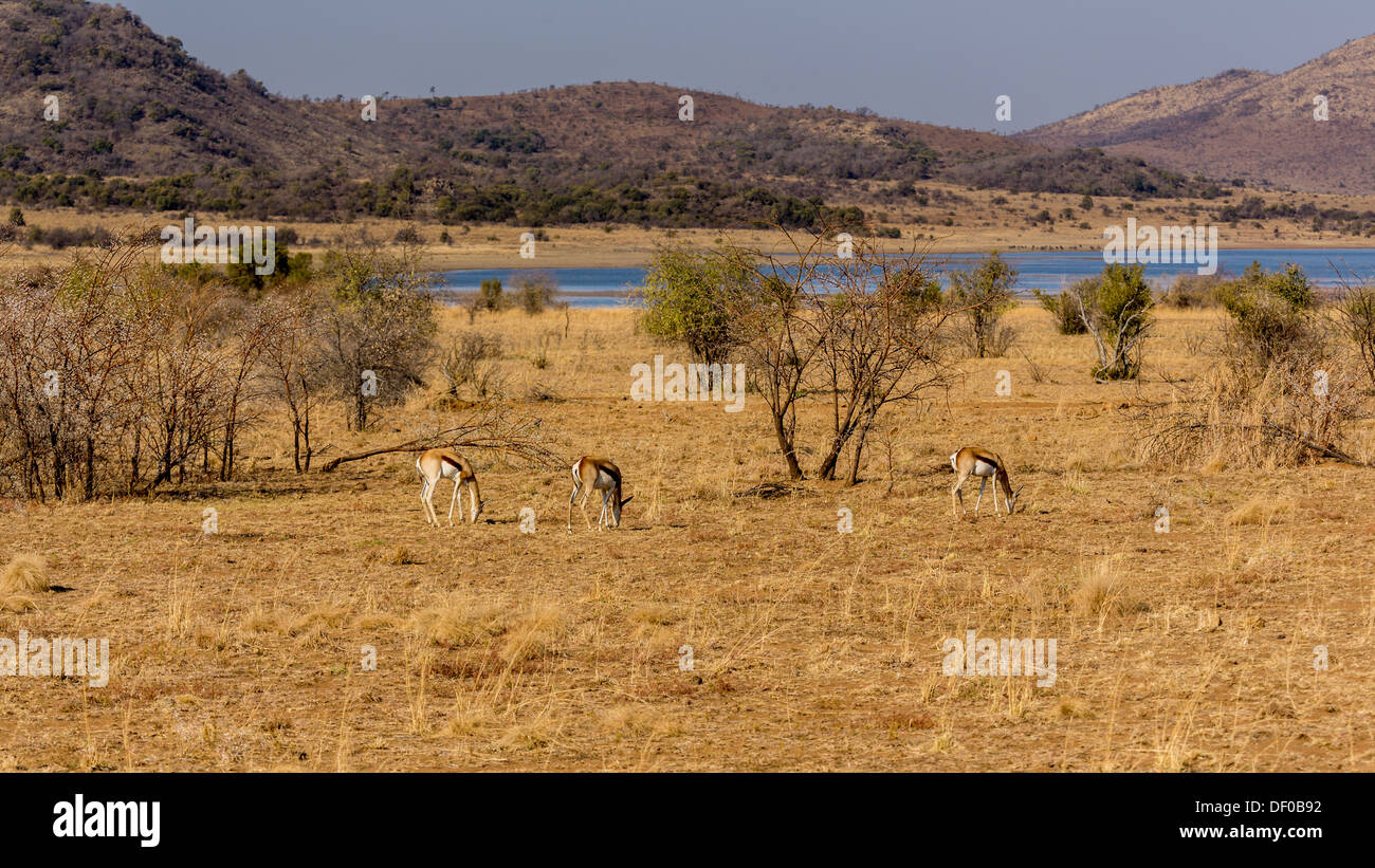 Springbok roaming freely in the dry savannah lands of Pilanesberg National Park, South Africa Stock Photo