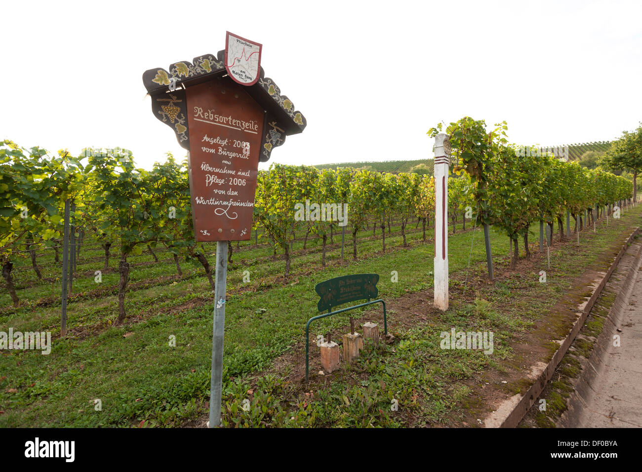 Row of vines, introducing grape varieties, wine town of Nierstein, Rhineland-Palatinate Stock Photo