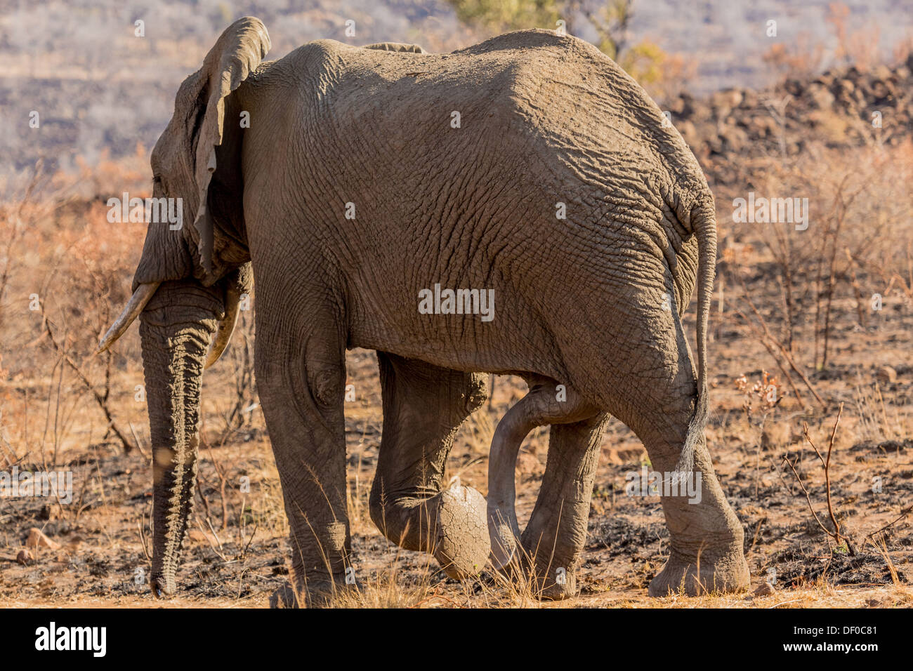 A giant male elephant walking in the grass lands of South Africa's Pilanesberg National Park Stock Photo