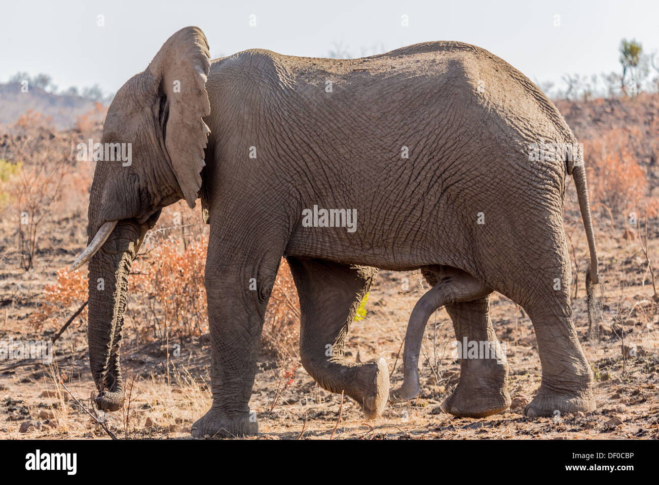 A giant male elephant walking in the grass lands of South Africa's Pilanesberg National Park Stock Photo