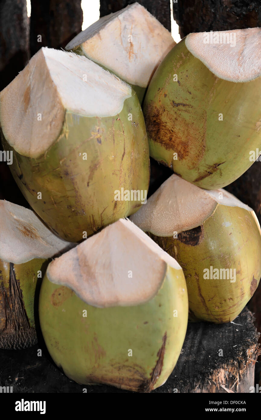 Coconuts ready to drink coconut water as a beverage, near Trinidad, Sancti Spiritus province