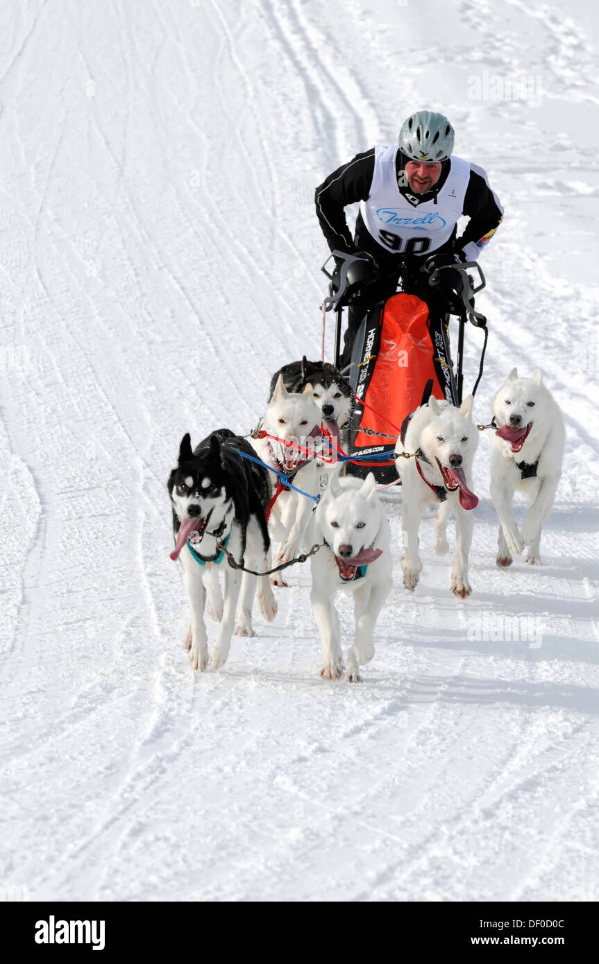 Sled musher with a dog team and sled, Siberian Huskies, 6th International Dog Sled Race 26th-27th January 2013, Inzell, Bavaria Stock Photo