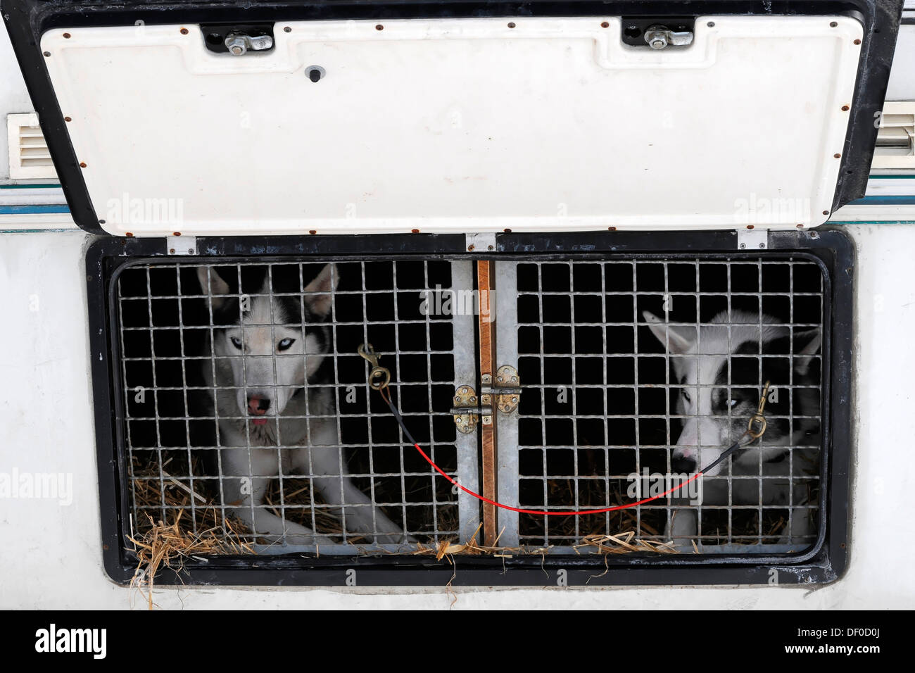 Siberian Huskies behind bars in a transport vehicle, 6th International Sled Dog Race, 26-27/01/2013, Inzell, Bavaria, Germany Stock Photo