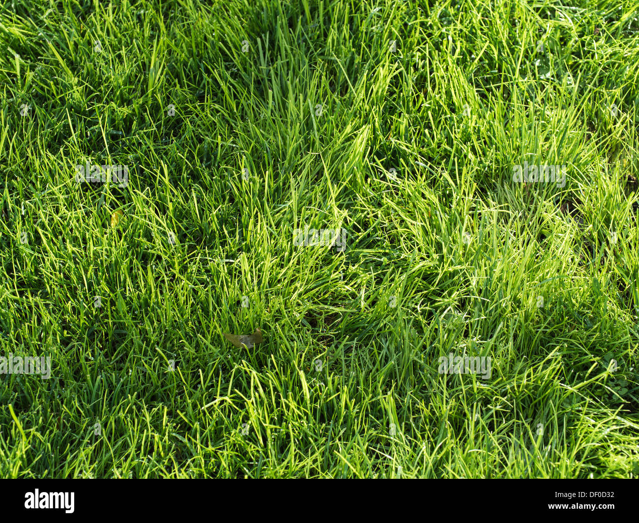 Garden grass green hi-res stock photography and images - Alamy