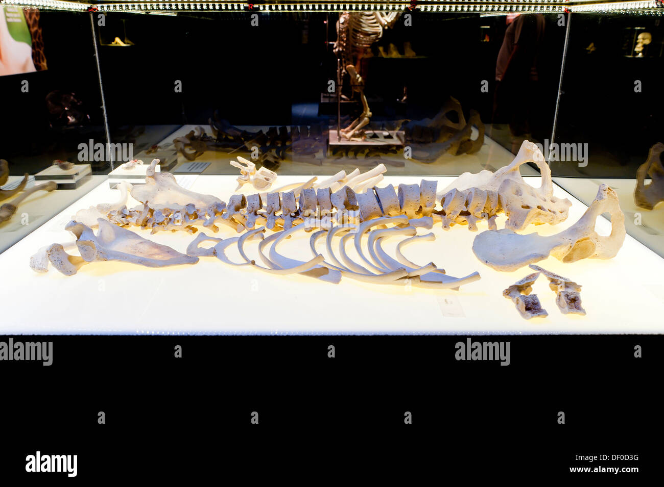 Plastination specimen of human skeleton Stock Photo