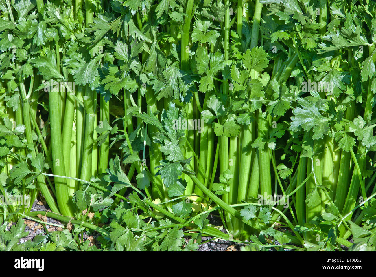 Celery growing in field, harvest time. Stock Photo