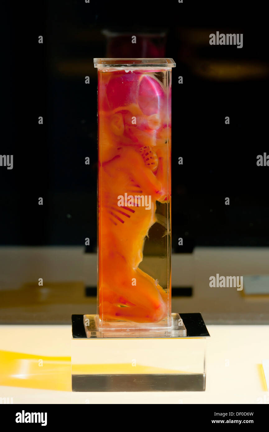 Plastination specimen of fetus Stock Photo Alamy