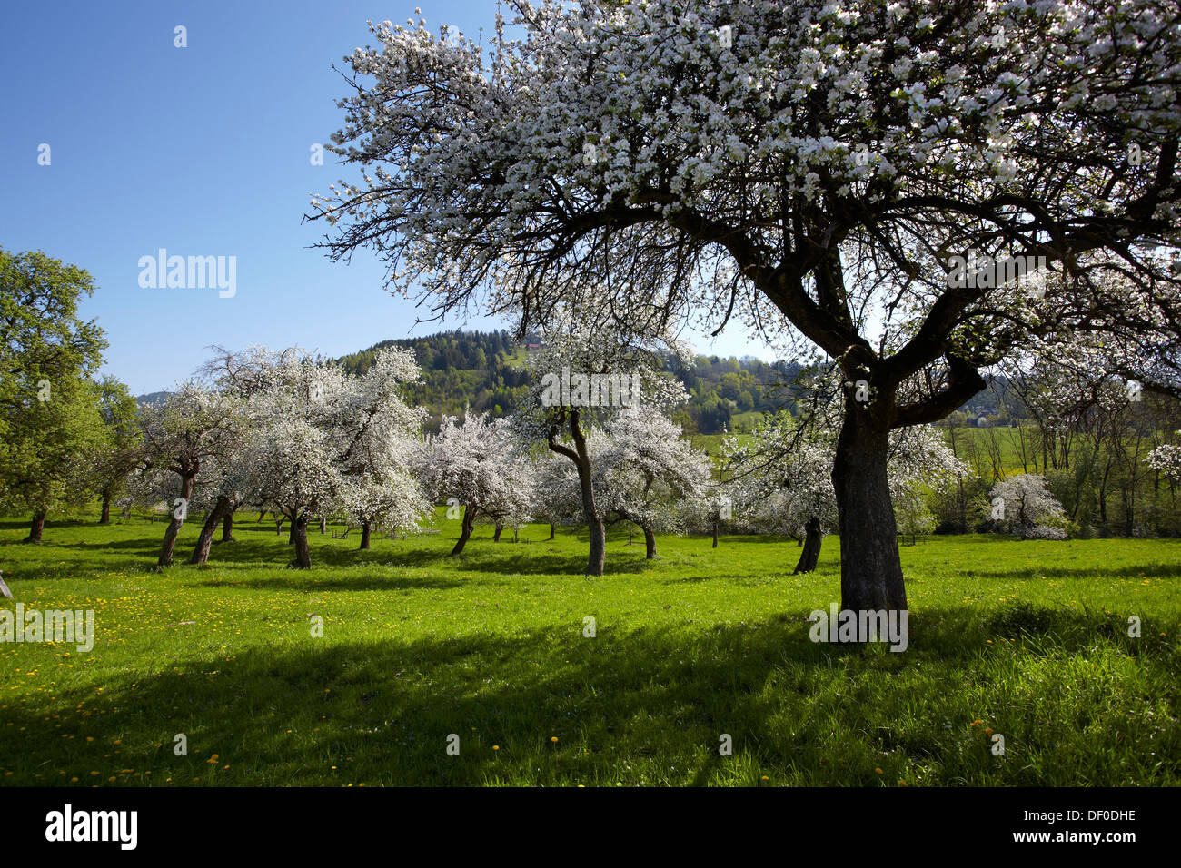Flowering fruit trees in Feldkirchen, Carinthia, Austria, Europe Stock Photo