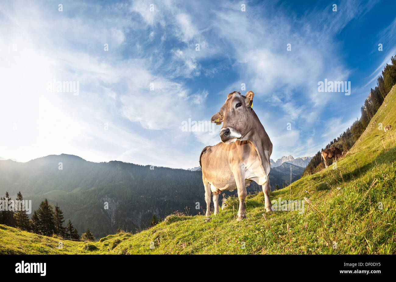 Cow without horns, Brown Swiss cattle, Walchsee, Tyrol, Austria, Europe