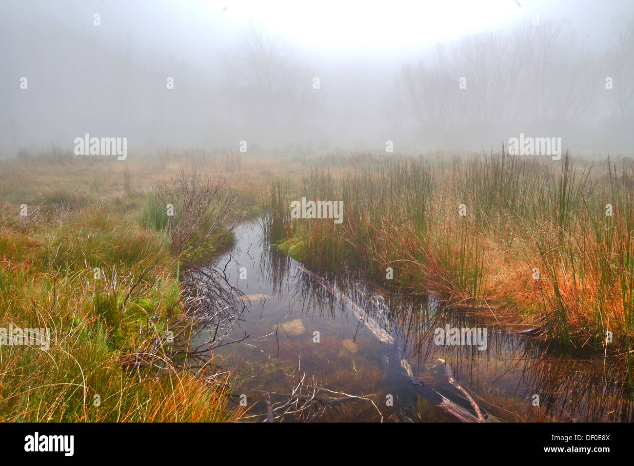 A log lying fog over marshland in morning light. A small creek running between native grasses. Stock Photo