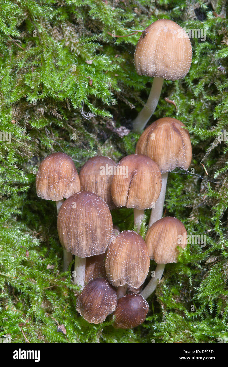 Mica Cap or Glistening Inky Cap (Coprinus micaceus), Tinner Loh, Haren, Emsland, Lower Saxony Stock Photo