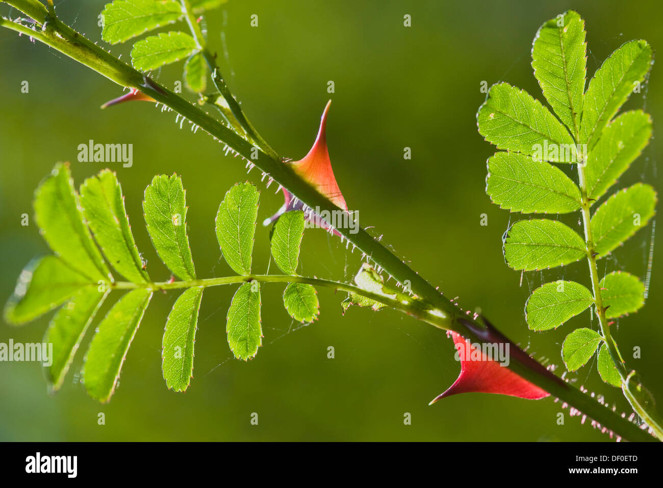 Wingthorn Rose (Rosa omeiensis 'Pteracantha'), Haren, Emsland region, Lower Saxony Stock Photo