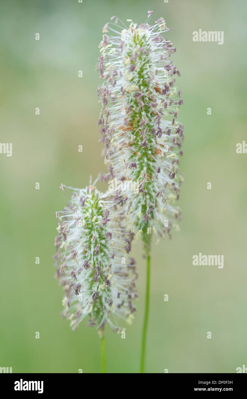 Meadow Foxtail or Field Meadow Foxtail (Alopecurus pratensis), in flower, Haren, Emsland region, Lower Saxony Stock Photo