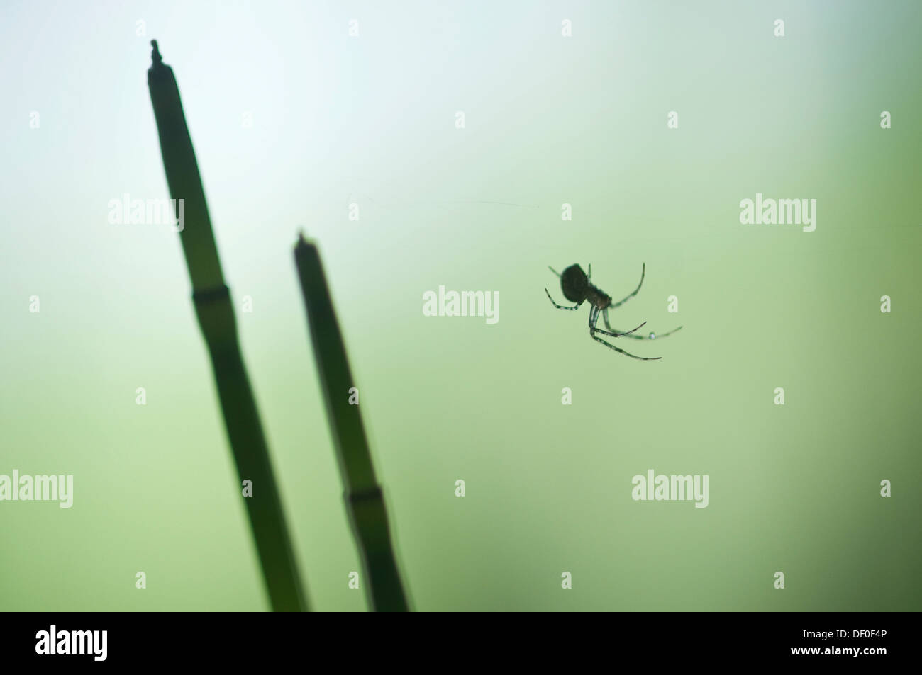 Sheat weaver or Money spider (Linyphiidae sp.) and Water Horsetail (Equisetum fluviatile), Biener Busch, Emsland region Stock Photo