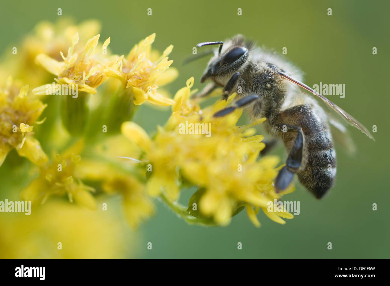 Honey Bee (Apis mellifera), Haren, Emsland, Lower Saxony Stock Photo