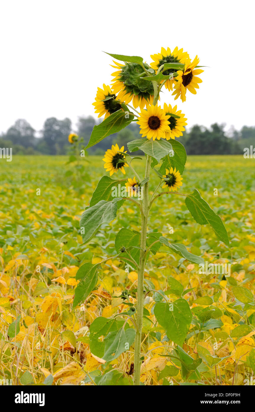 Occasional sunflowers growing through the soya bean crop Stock Photo