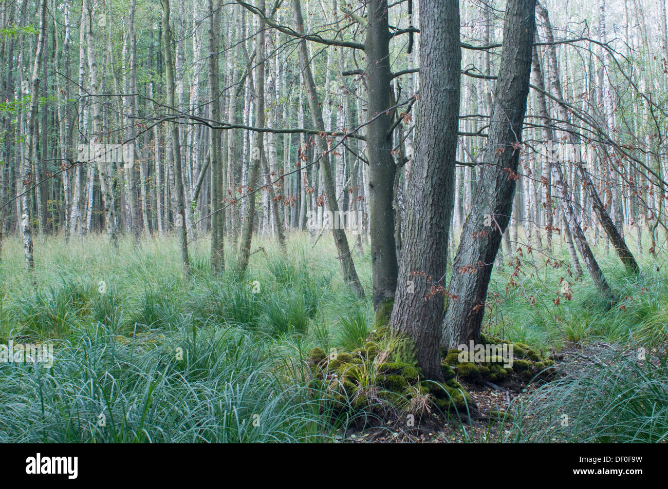 Darss Forest, Black Alders (Alnus glutinosa), Silver Birches (Betula pendula), Mecklenburg-Western Pomerania Stock Photo