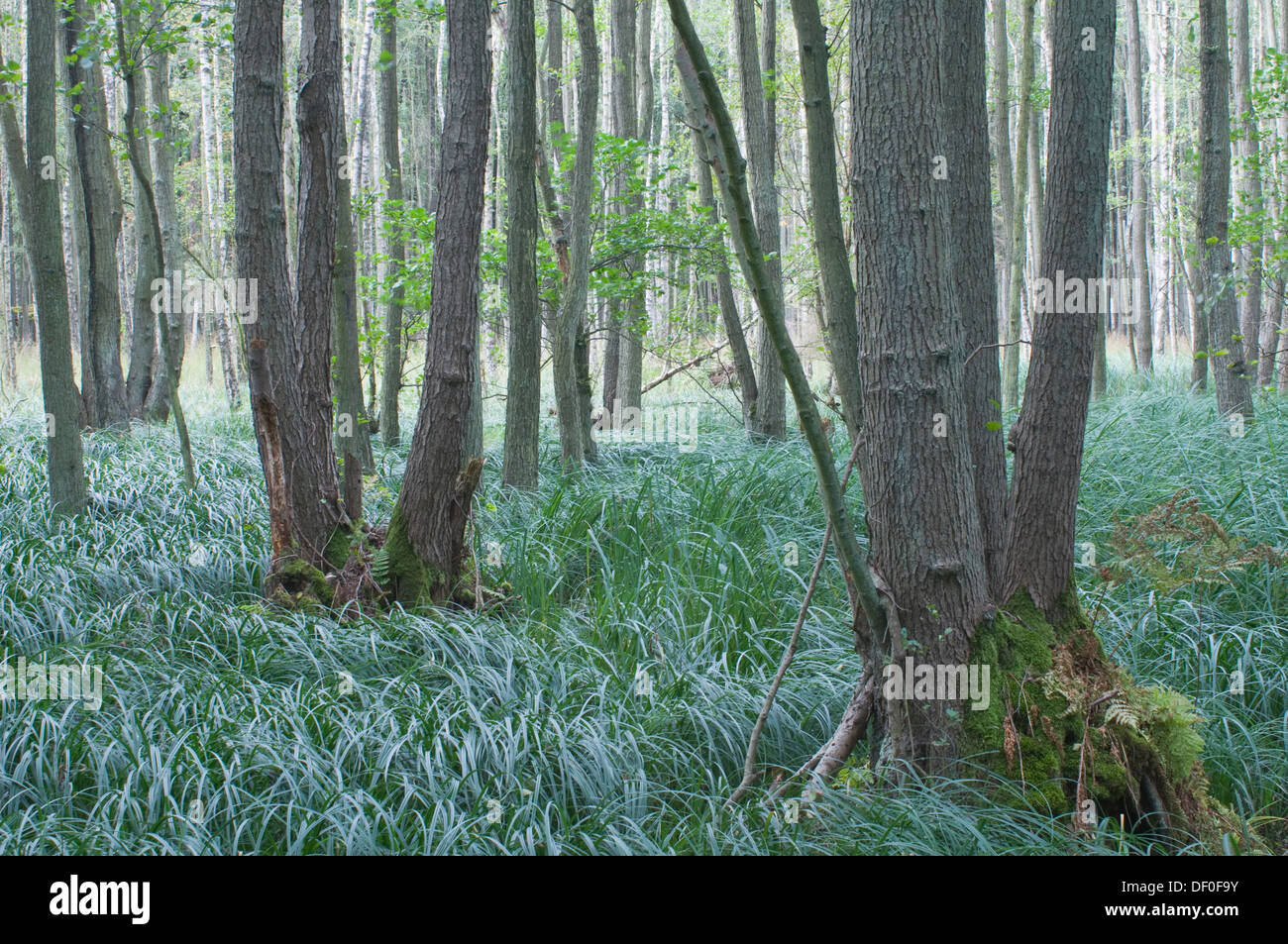 Black Alders (Alnus glutinosa) in the Darss Forest, Mecklenburg-Western Pomerania Stock Photo