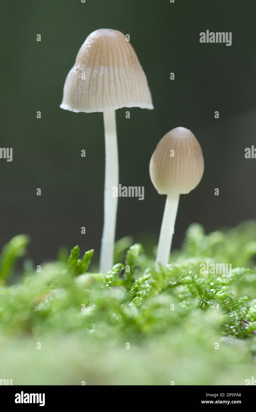 Mycenoid mushrooms (Mycena sp.), Tinner Loh nature reserve, Haren, Emsland, Lower Saxony Stock Photo