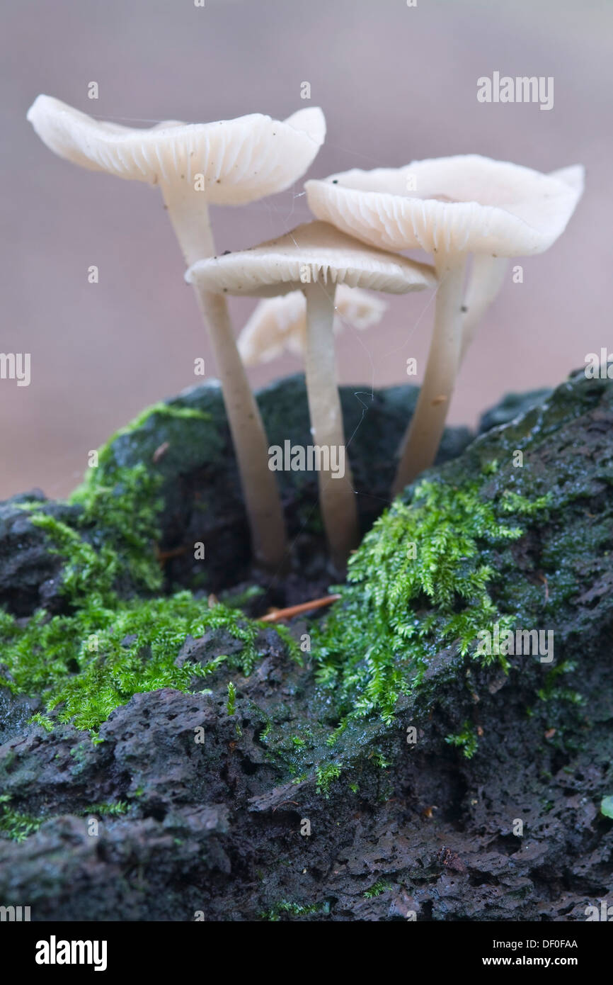 Mycenoid mushrooms (Mycena sp.), Tinner Loh nature reserve, Haren, Emsland, Lower Saxony Stock Photo