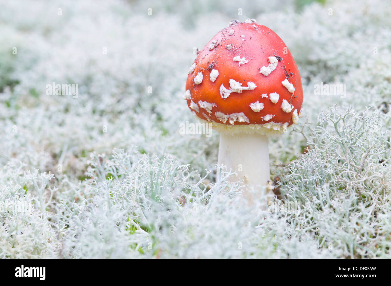 Fly Agaric mushroom (Amanita muscaria), Haren, Emsland, Lower Saxony Stock Photo
