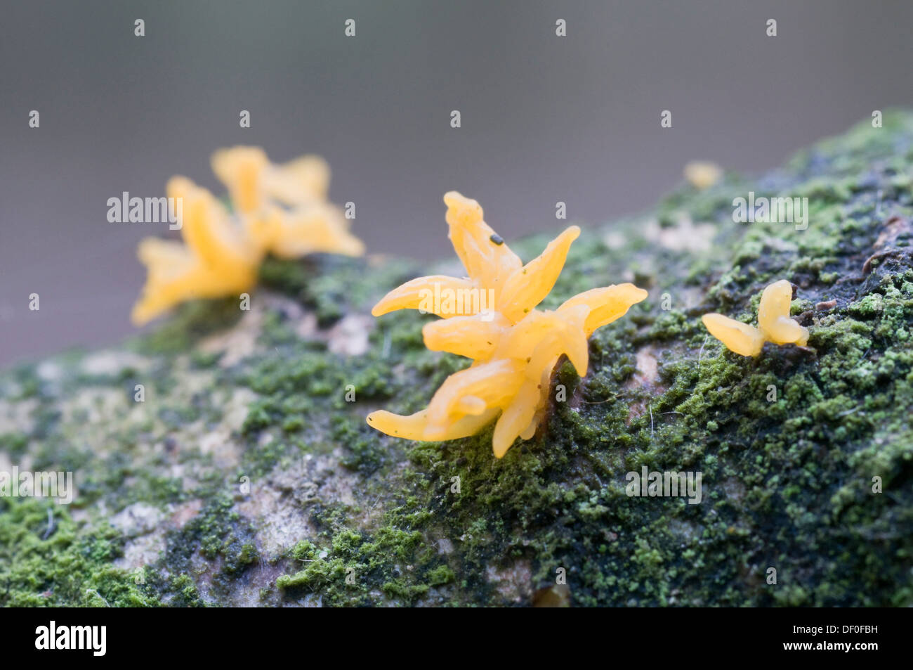 Chryospermus hires stock photography and images Alamy