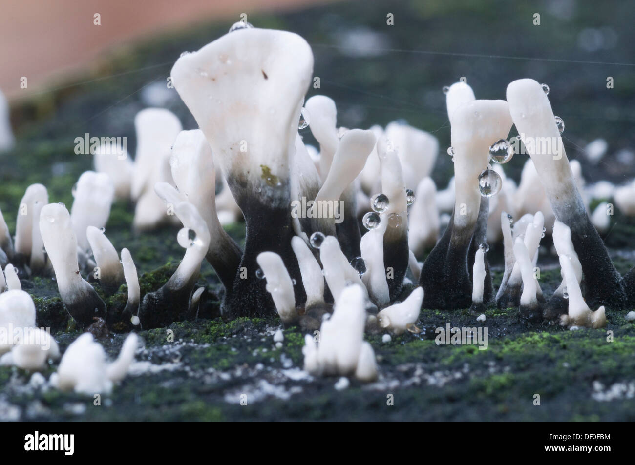 Candlestick Fungus or Carbon Antlers (Xylaria hypoxylum), Tinner Loh, Haren, Emsland, Lower Saxony Stock Photo