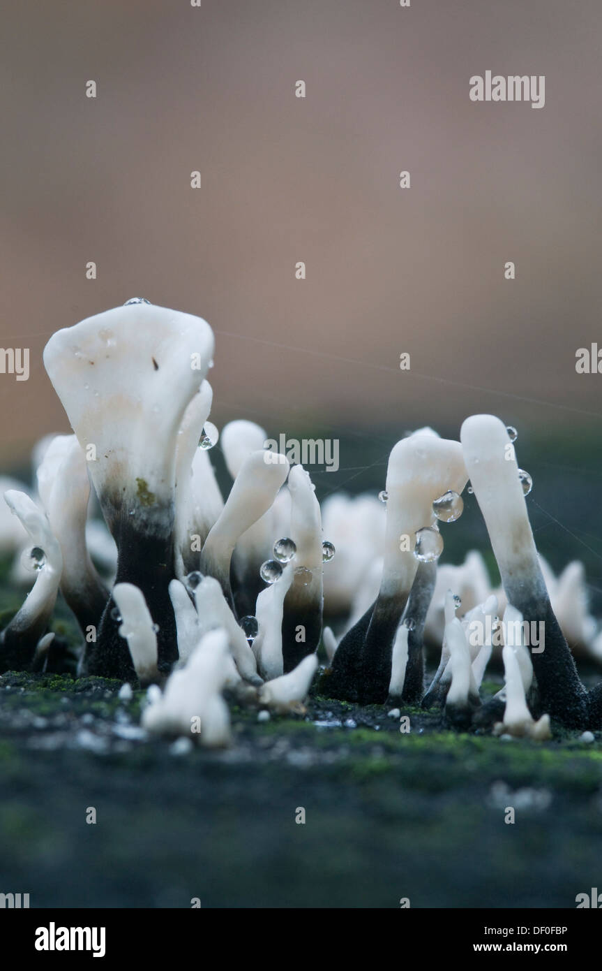 Candlestick Fungus or Carbon Antlers (Xylaria hypoxylum), Tinner Loh, Haren, Emsland, Lower Saxony Stock Photo