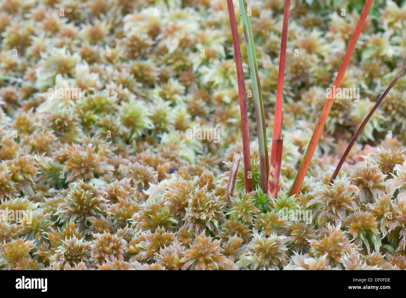 Common cottongrass (Eriophorum angustifolium) on peat moss (Sphagnum sp.) Heseper Moor, Emsland, Lower Saxony Stock Photo