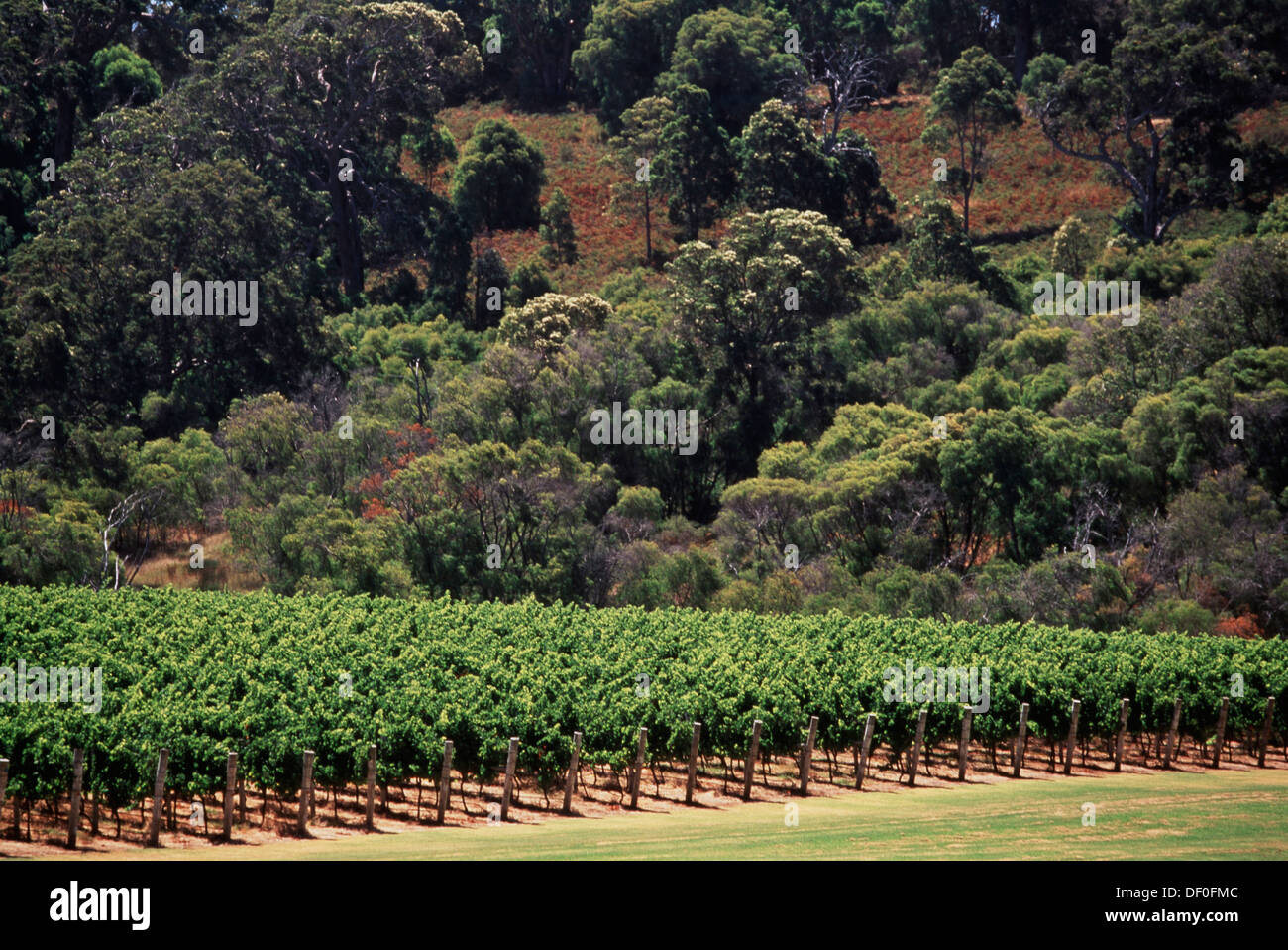 Australia, Western Australia, Grape vines on the Margaret River Stock