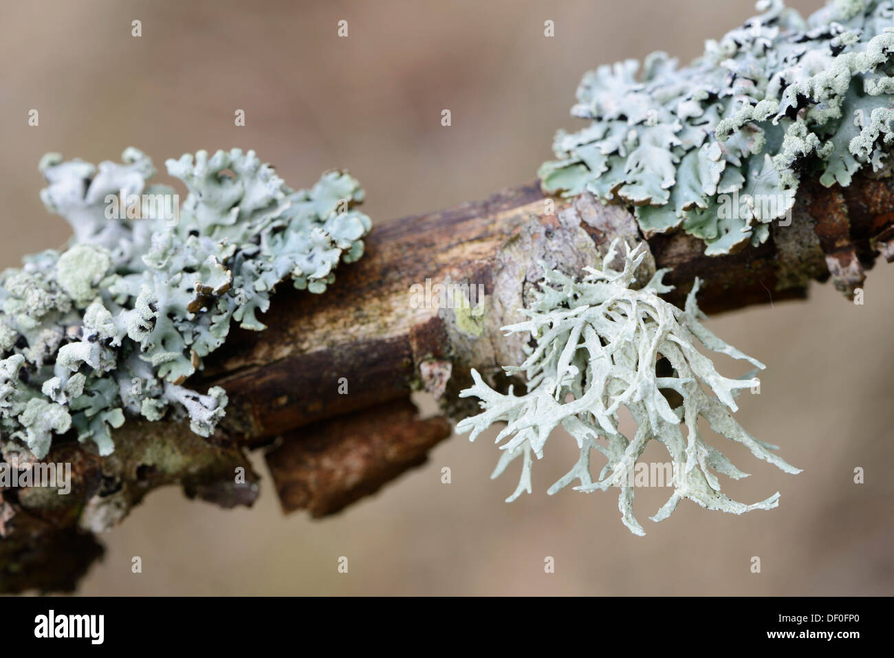 Oakmoss (Evernia prunastri) and lichens (Cetraria chlorophylla), on a birch tree, St.Peter-Ording, North Frisia Stock Photo