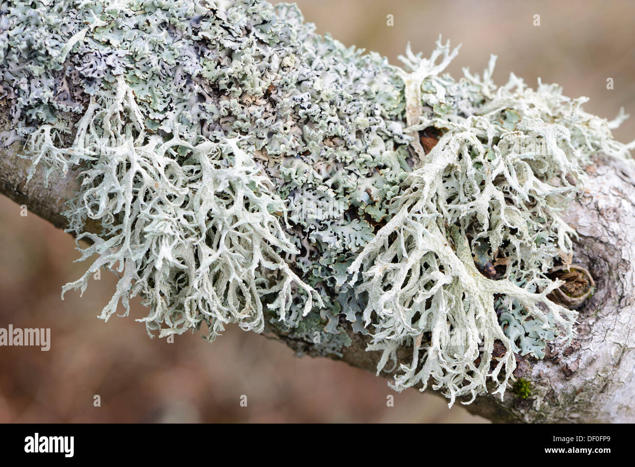 Oakmoss (Evernia prunastri) and lichens (Cetraria chlorophylla), on a birch tree, St. Peter-Ording, North Frisia Stock Photo